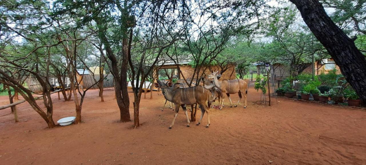 462 Bosbok Chalets Marloth Park Exterior foto