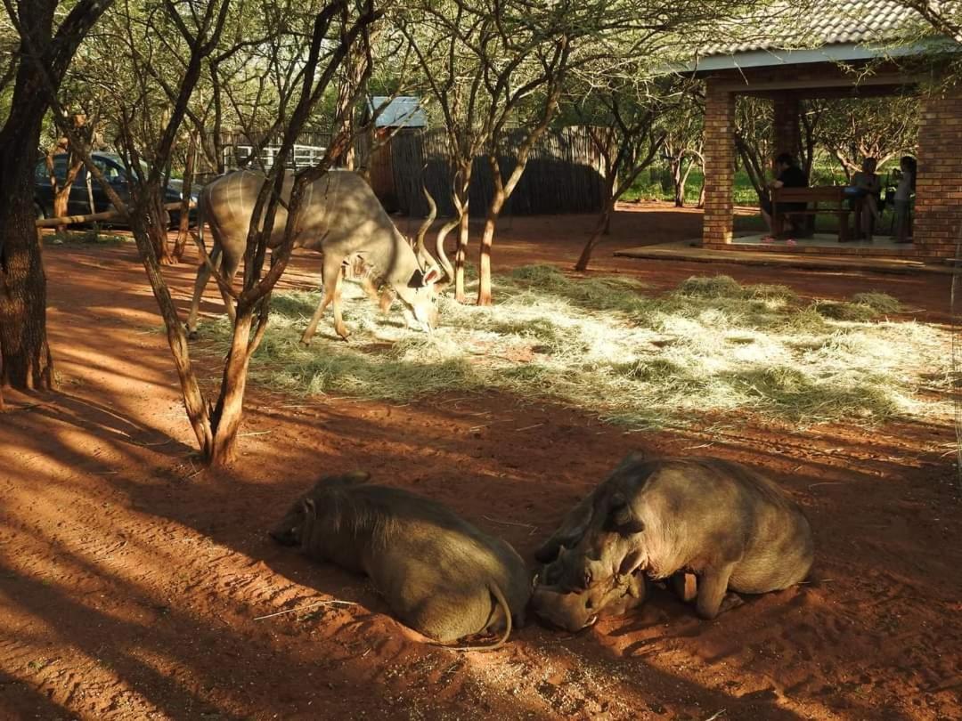 462 Bosbok Chalets Marloth Park Exterior foto