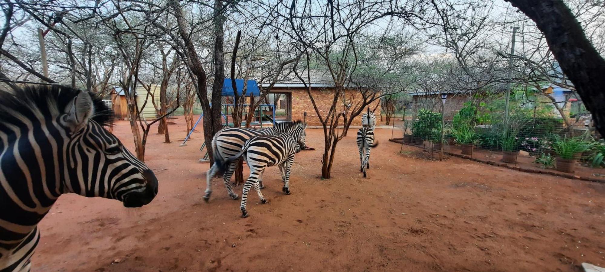 462 Bosbok Chalets Marloth Park Exterior foto